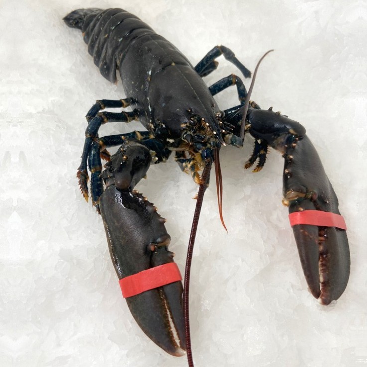 Bogavante azul