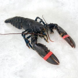 Comprar bogavante azul al mejor precio online