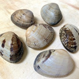 Almeja babosa una de las más apreciadas de Galicia