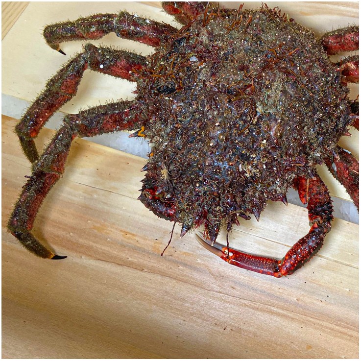 Centolla gallega (Macho)