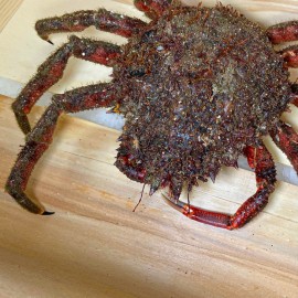 centolla gallega macho de la ría al mejor precio.