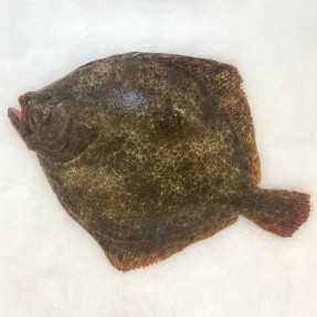 Rodaballo Gallego