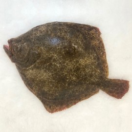 Rodaballo gallego salvaje online. bocadodemar.com