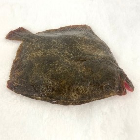 Rodaballo salvaje atlántico