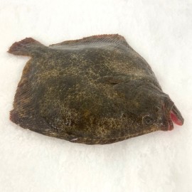 Rodaballo salvaje fresco en su casa en menos de 24h.