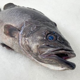 comprar mero fresco directamente del mar a tu mesa en 24h.