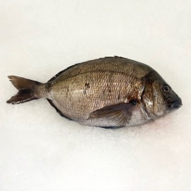 Sargo fresco en menos de 24/48 h. en su domicilio.