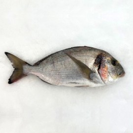 Dorada salvaje del atlántico del mar a su mesa en menos de 24/48h.