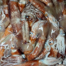comprar calamares frescos y otros moluscos online en 24/48h.