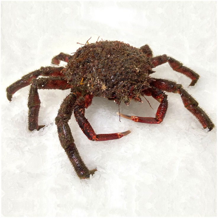 Centolla gallega (hembra)