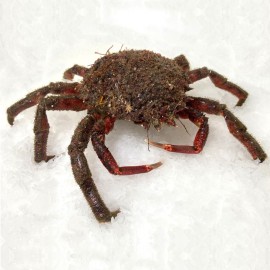 Comprar centolla gallega online al mejor precio.