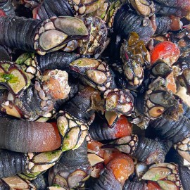Comprar percebes de las costas Gallegas en Bbocadodemar