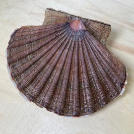 Comprar vieiras gallegas al mejor precio de la red