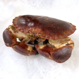 Buey de mar gallego del mar a su mesa en 24/48h.