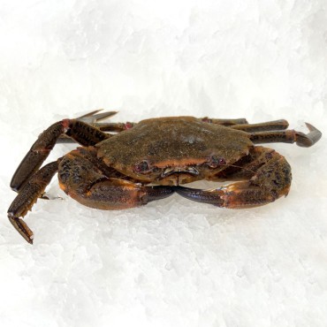 Nécora gallega de la Ría