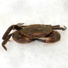 Nécora gallega de la Ría