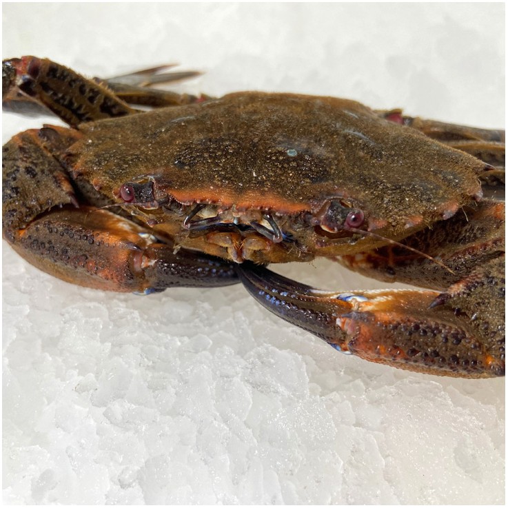 Nécora gallega de la Ría