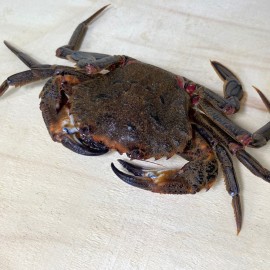 Necoras de importación. al mejor precio de la red.