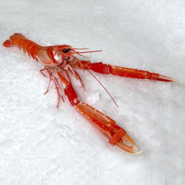 Cigalas tronco de Marín, venta de pescados y mariscos online