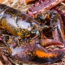 Bogavante canadiense