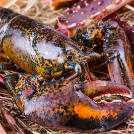 bogavante canadiense online. El mejor precio en bocadodemar.com