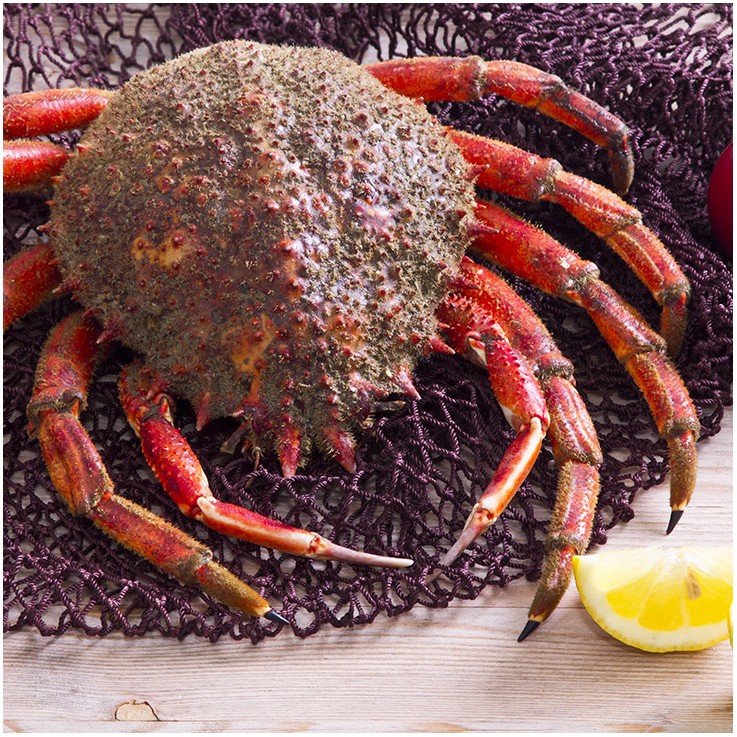 Centollo de Importación