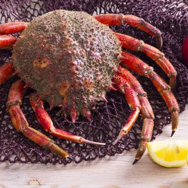 Centolla cocida de importación al mejor precio