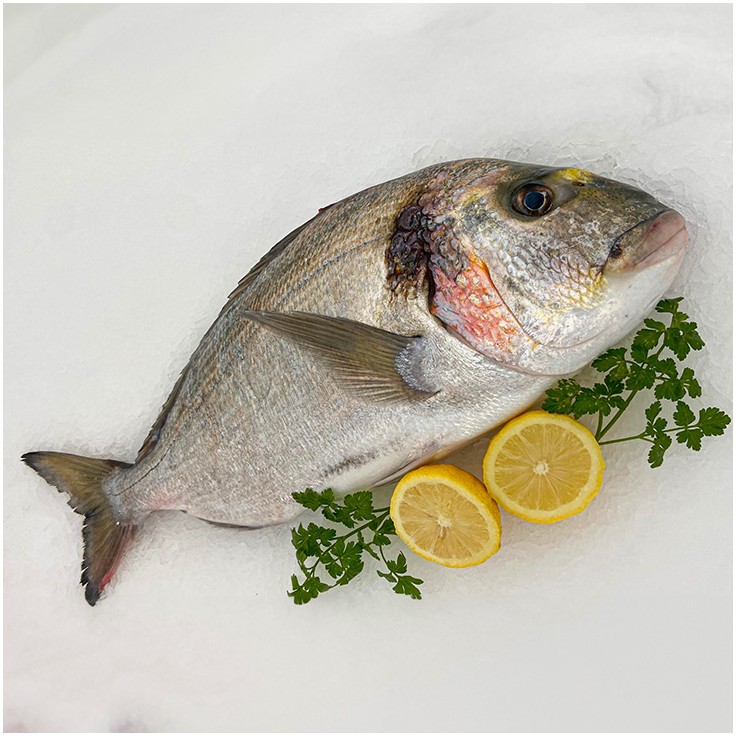 Dorada de piscifactoría o cultivo