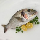 Dorada de piscifactoría o cultivo