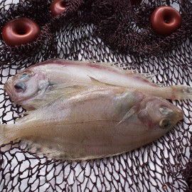 rapante o gallo del atlántico directamente del mar a su mesa en 24h.