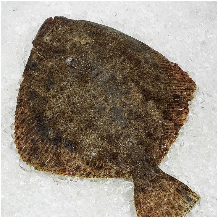 Rodaballo de piscifactoría o cultivo