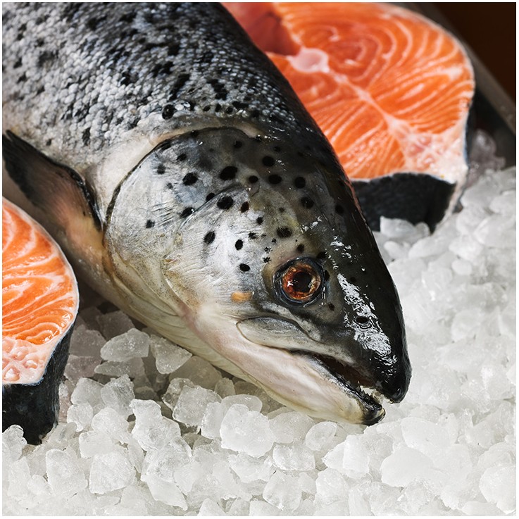 Salmón