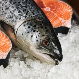 Salmón de cultivo de las mejores piscifactorías.
