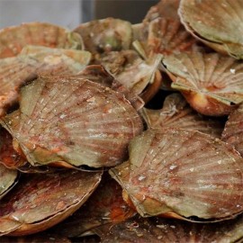 Zamburiña gallega limpia y eviscerada a domicilio en 24/48H.