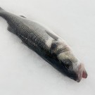 Lubina piscifactoría o cultivo