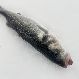 lubina de cultivo de la mejor calidad al mejor precio